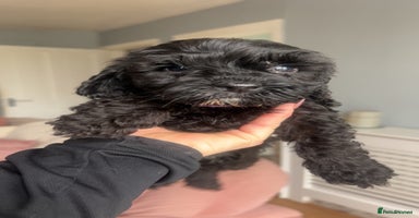 Cockapoo dogs - Advert 5