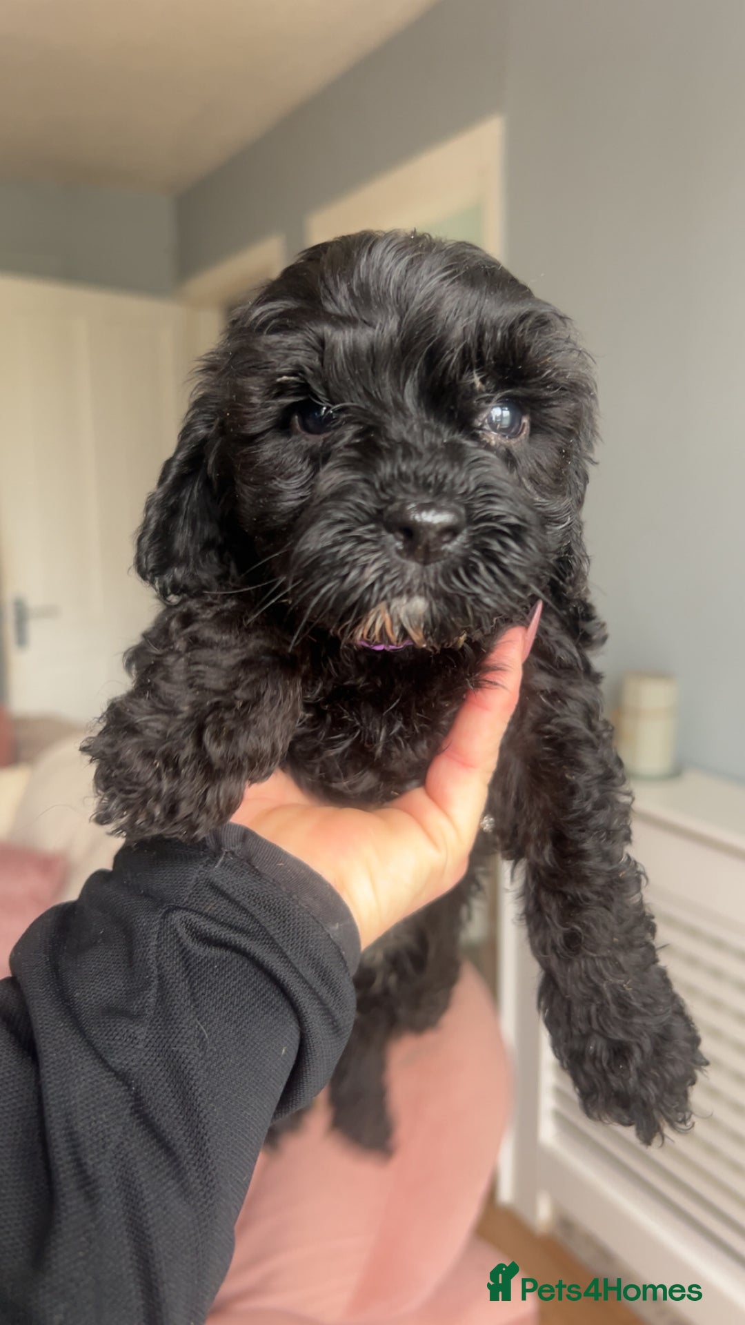 Cockapoo dogs for sale: 5 black cockapoos - Image 3