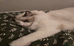 Ragdoll cats for sale: ‼️Purebred Ragdoll looking for a forever home‼️ - Image 5