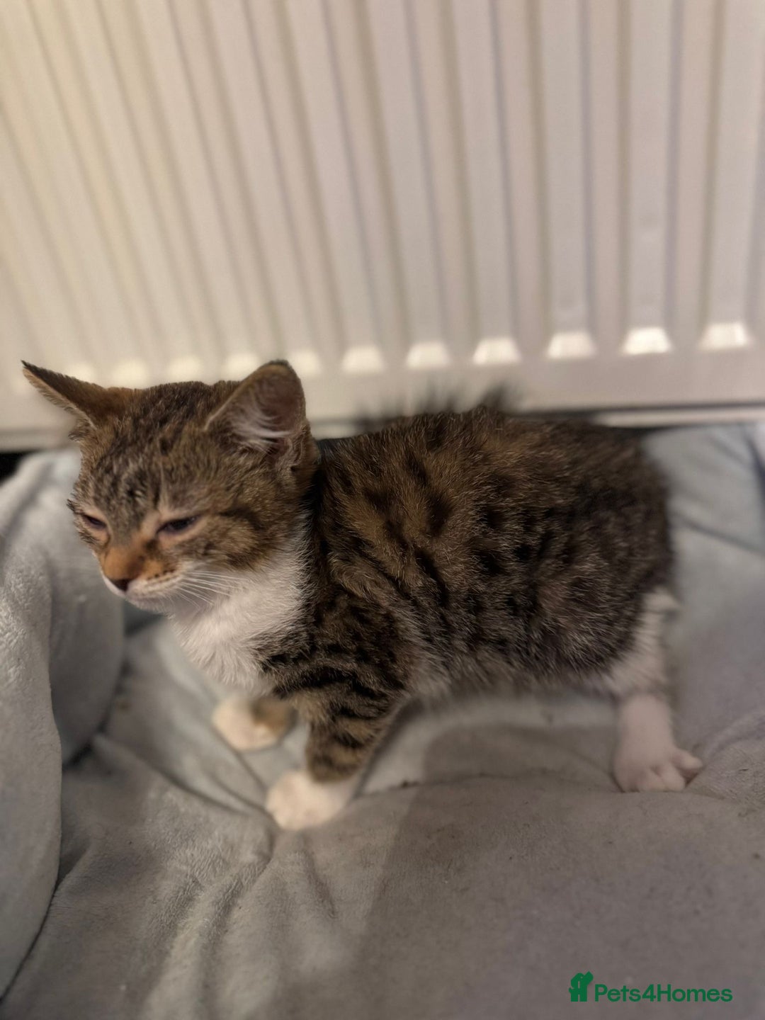 American Shorthair cats for sale: Two Tabby Kittens - Advert 6