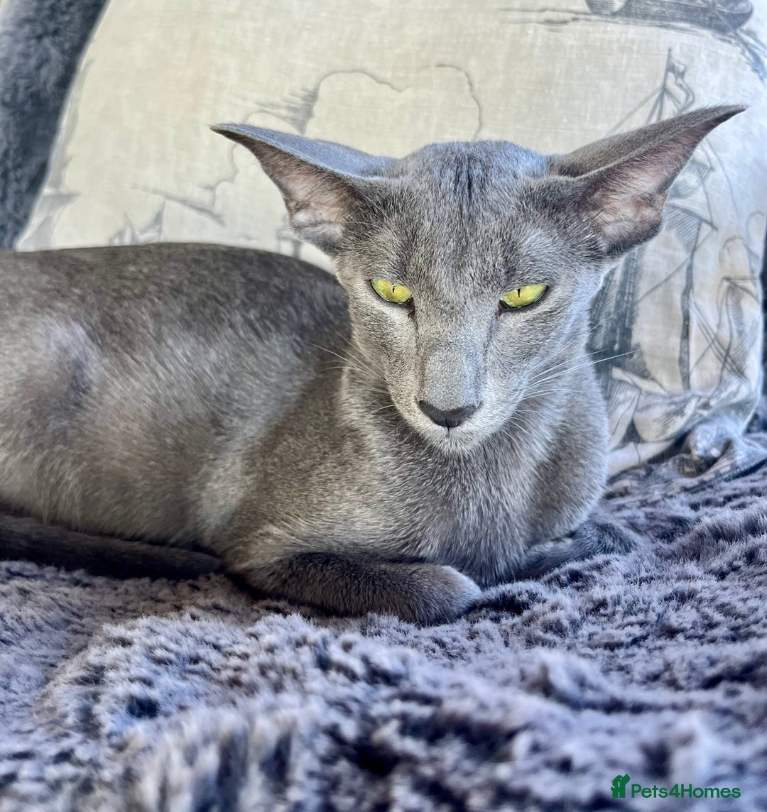 Oriental cats for sale: Outstanding Pedigree Oriental GCCF reg kittens - Advert 6