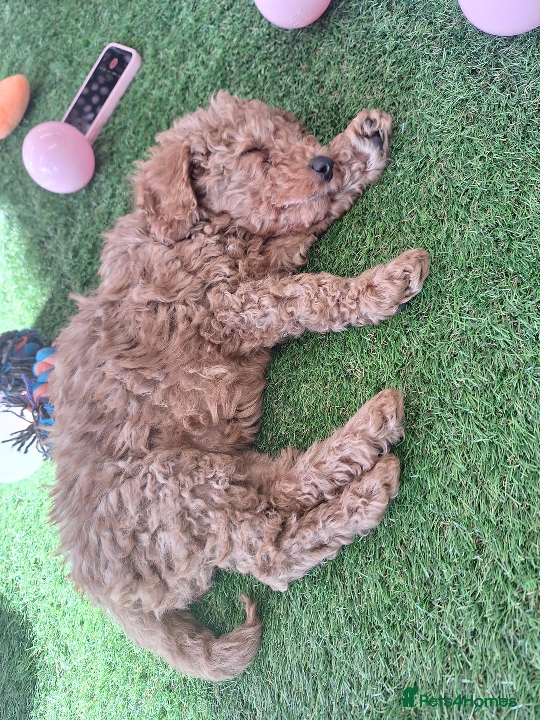 Miniature Poodle dogs for sale: DNA CLEAR MINIATURE POODLES READY NOW - Image 10