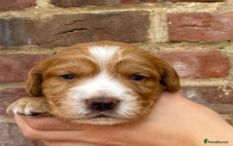 Cocker Spaniel dogs for stud: Fully health tested dark red working cocker stud - Image 10
