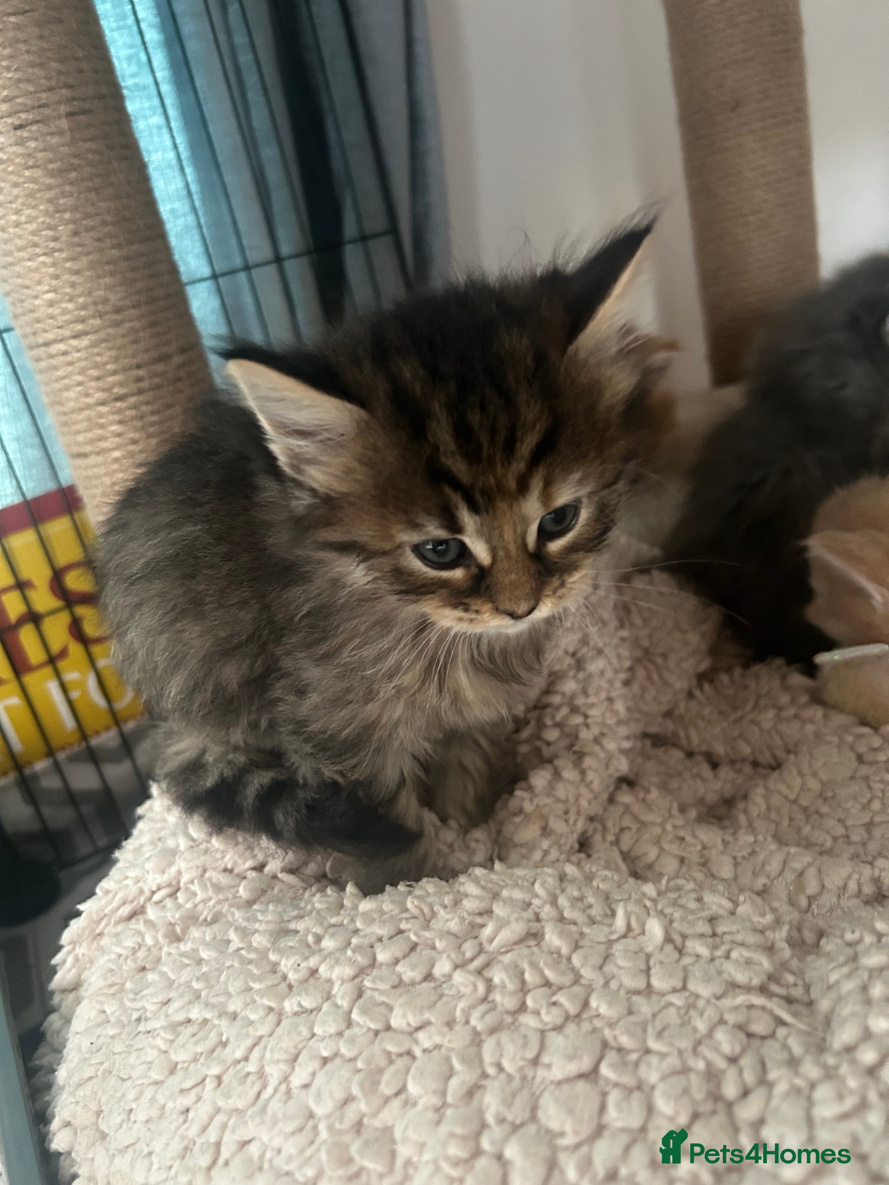 Maine Coon cats for sale: 4 ragcoon kittens 4 weeks old as of today  - Advert 2