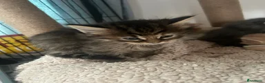 Ragcoon 4 tabby (no name)