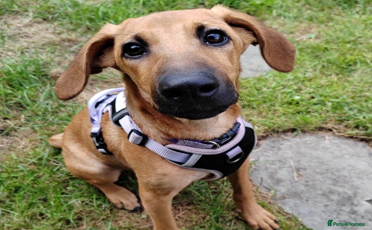 Mixed Breed dogs - Advert 1