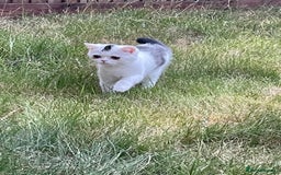 Exotic cats for sale: Gorgeous Classic Exotic Shorthair kitten. - Image 1