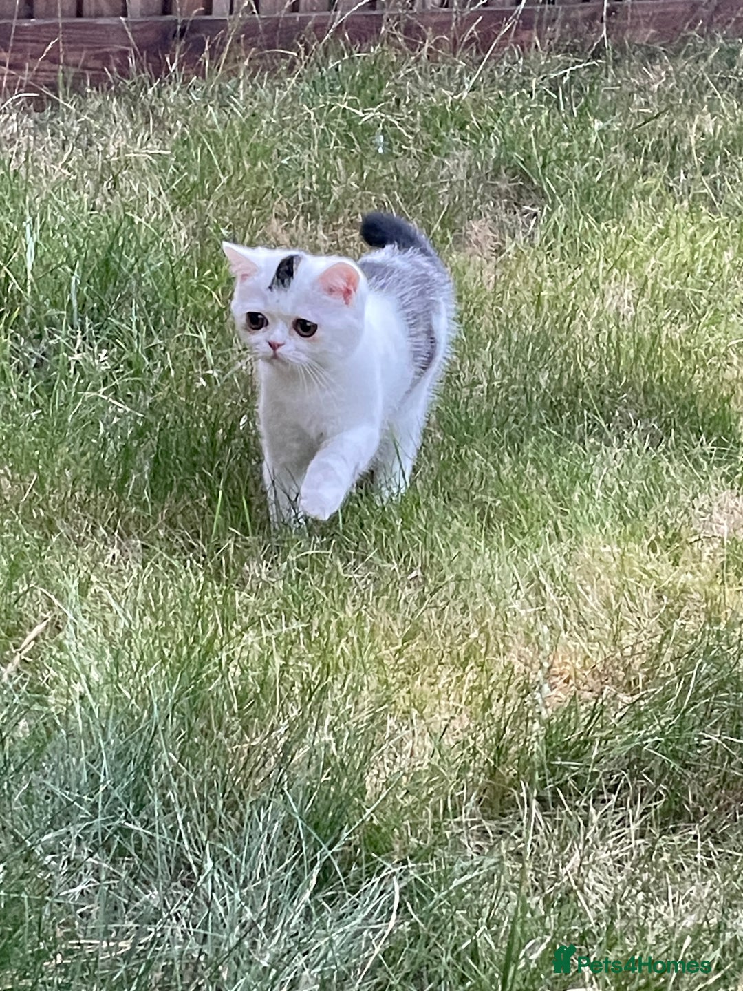 Exotic cats for sale: Gorgeous Classic Exotic Shorthair kitten. - Image 1