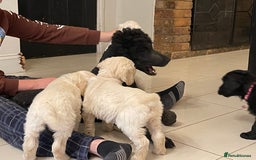 Goldendoodle dogs for sale: Stunning Goldendoodle puppies - Image 27