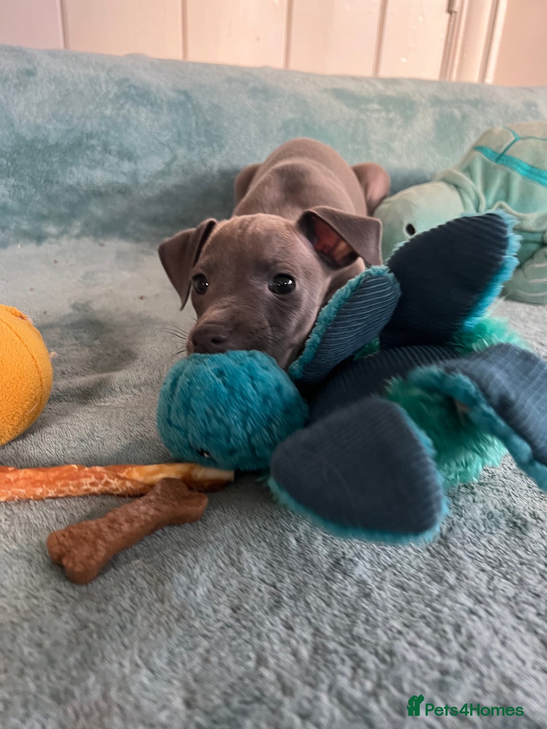 Italian Greyhound dogs for sale: KC Reg. Stunning Female Italian Greyhound Pup. - Advert 7