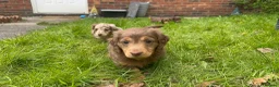 Miniature Dachshund dogs for sale: Miniature Long Haired Dachshund girl  in Congleton - Advert 4