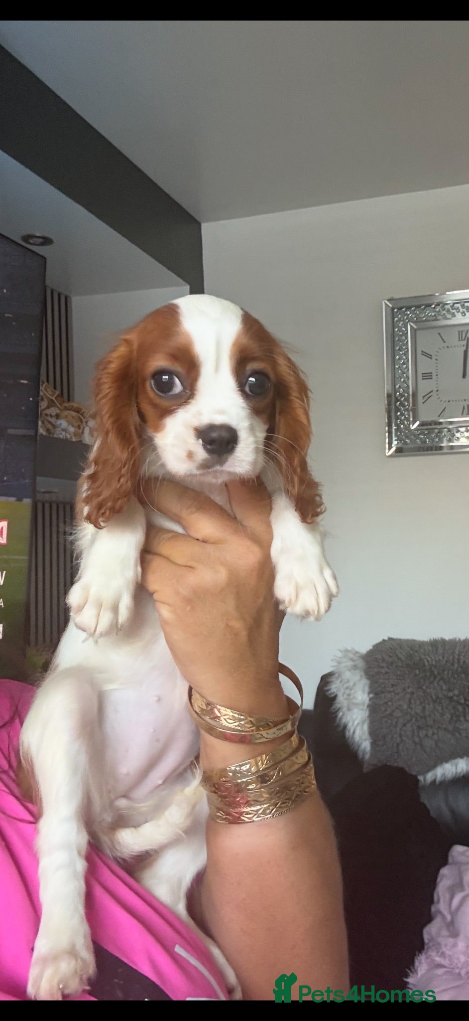 Cavalier King Charles Spaniel dogs kennel club fully vaccinated cavalier dna clear  - Advert 2