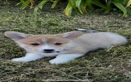 Welsh Corgi Pembroke dogs for sale: KC registered Champion line Corgi puppies - Image 19