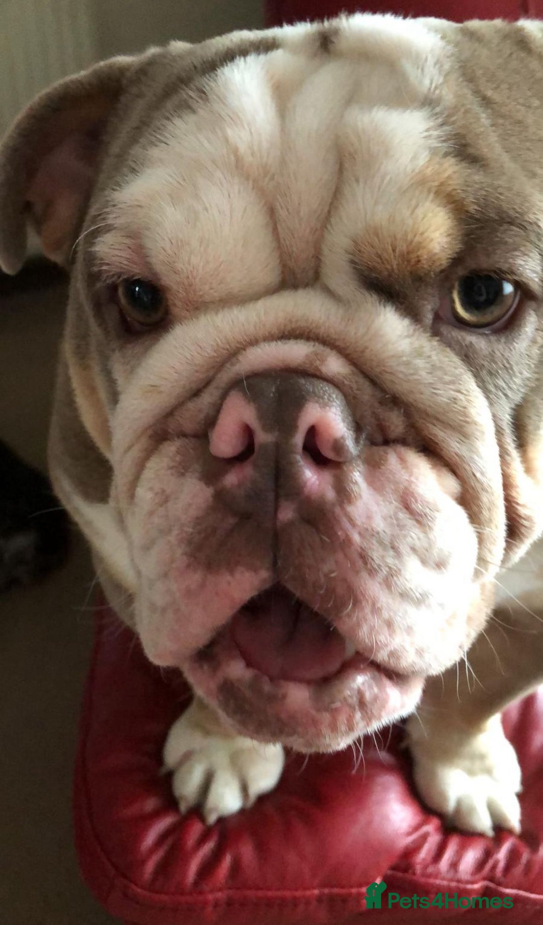 English Bulldog dogs for sale: British  bulldog for rehoming  - Advert 2