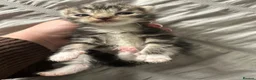 Ragdoll cats for sale: Ragdoll cross (mother is the ragdoll) kittens £350 - Advert 2