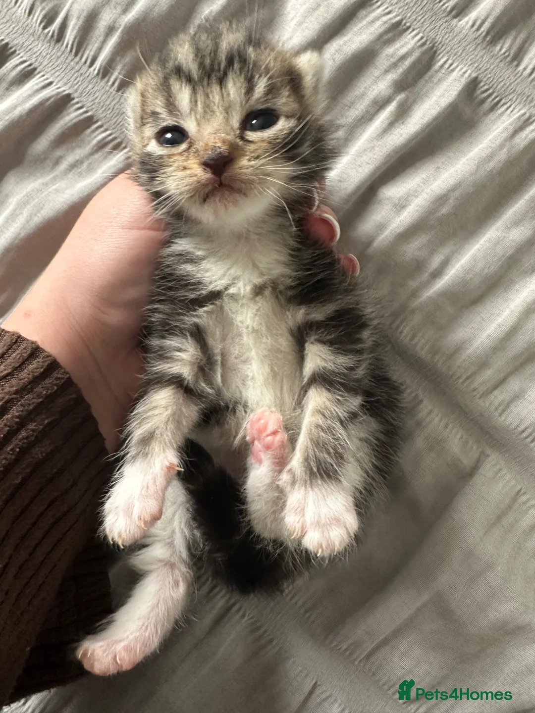 Ragdoll cats for sale: Ragdoll cross (mother is the ragdoll) kittens £350 - Advert 2
