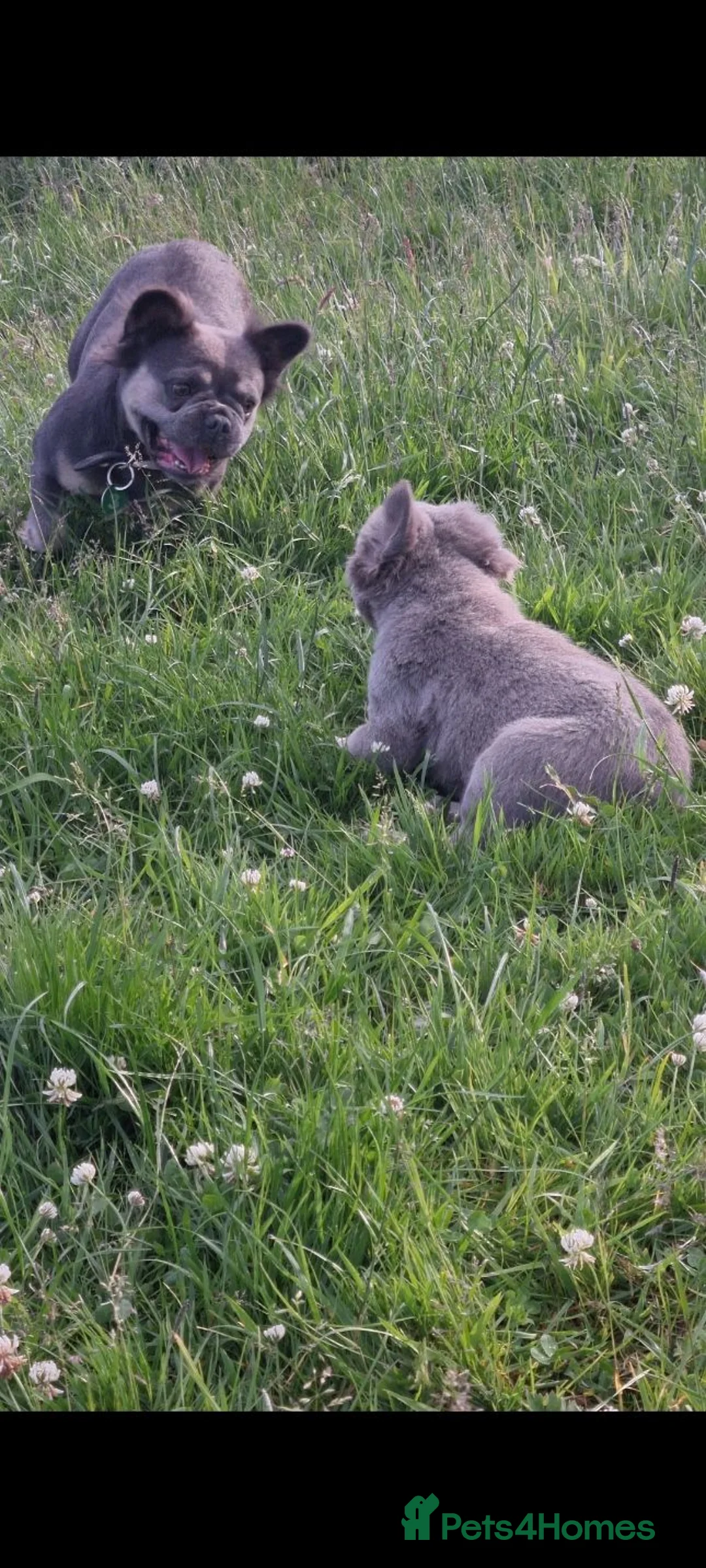 French Bulldog dogs for sale: Fluffy French Bulldog Pups - Advert 2