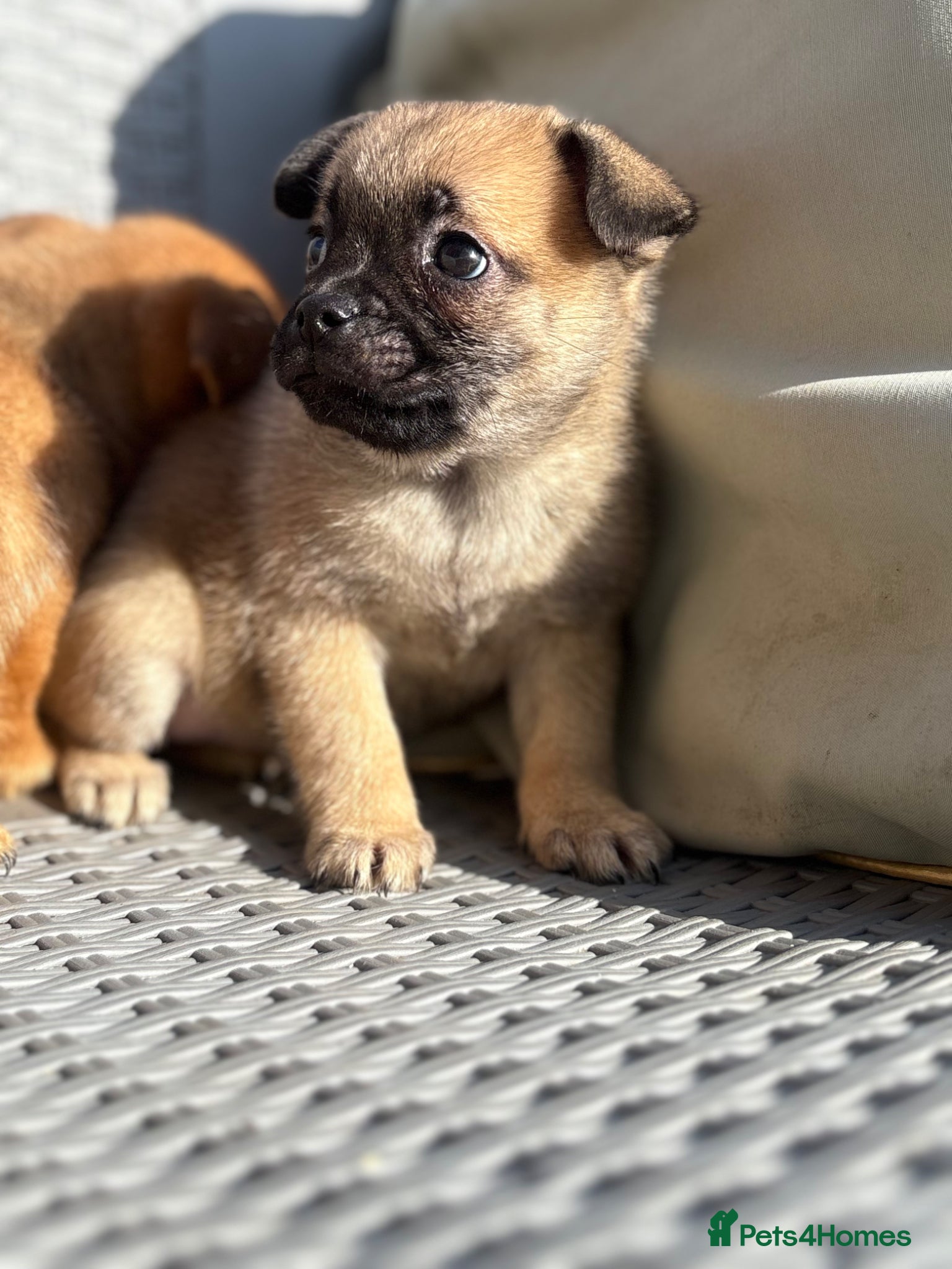 Mixed Breed dogs Lovely puggapom - Advert 12