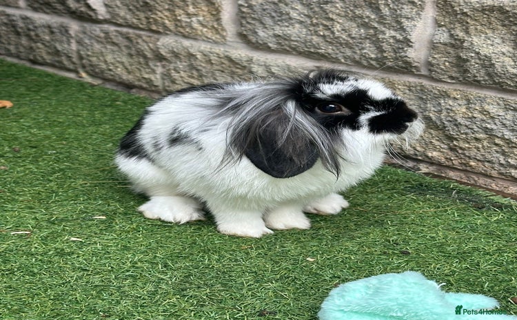 Dwarf Lop rabbits - Advert 1