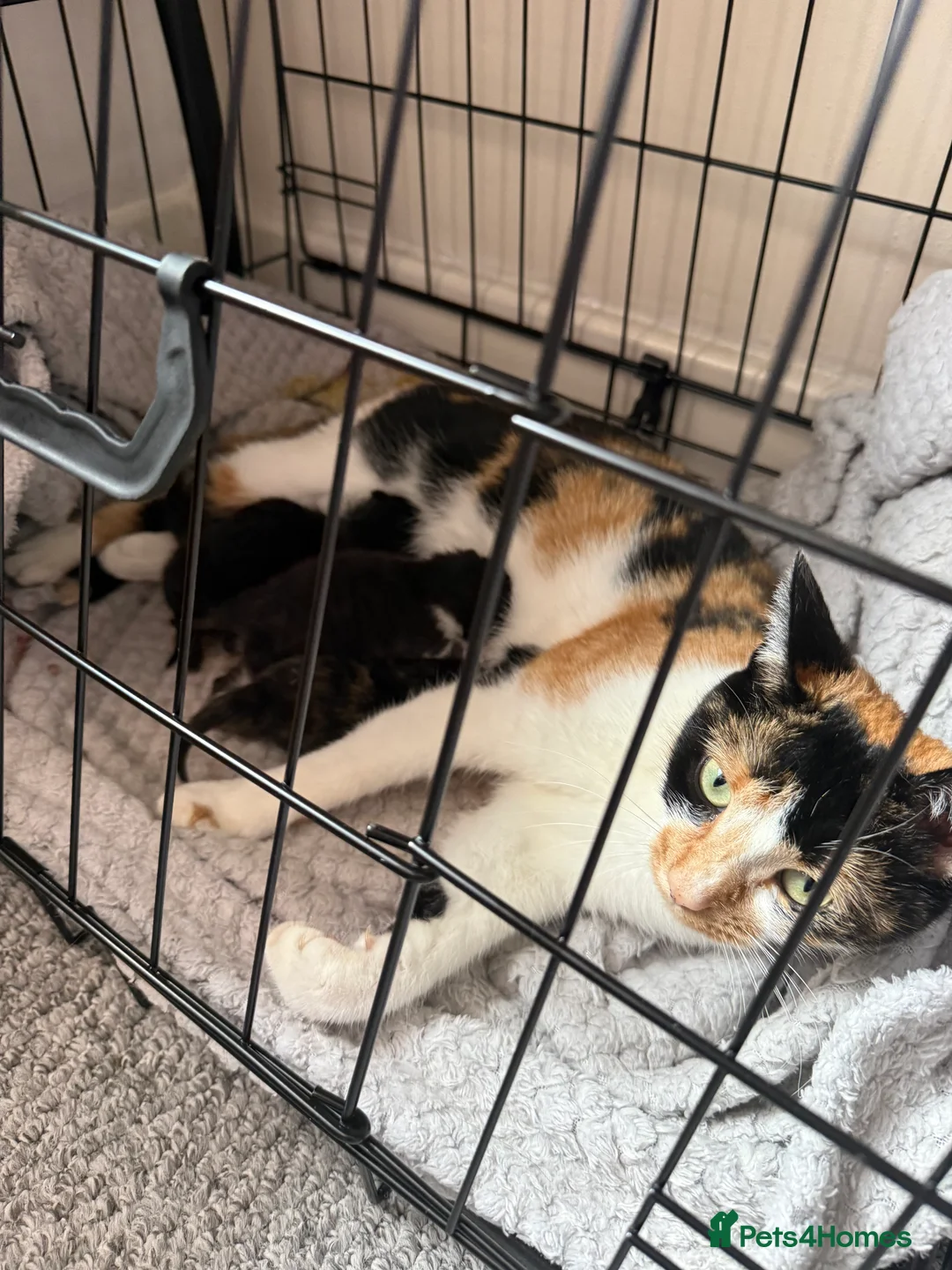 British Shorthair cats for sale: Female BSH kitten  in Neath - Advert 2