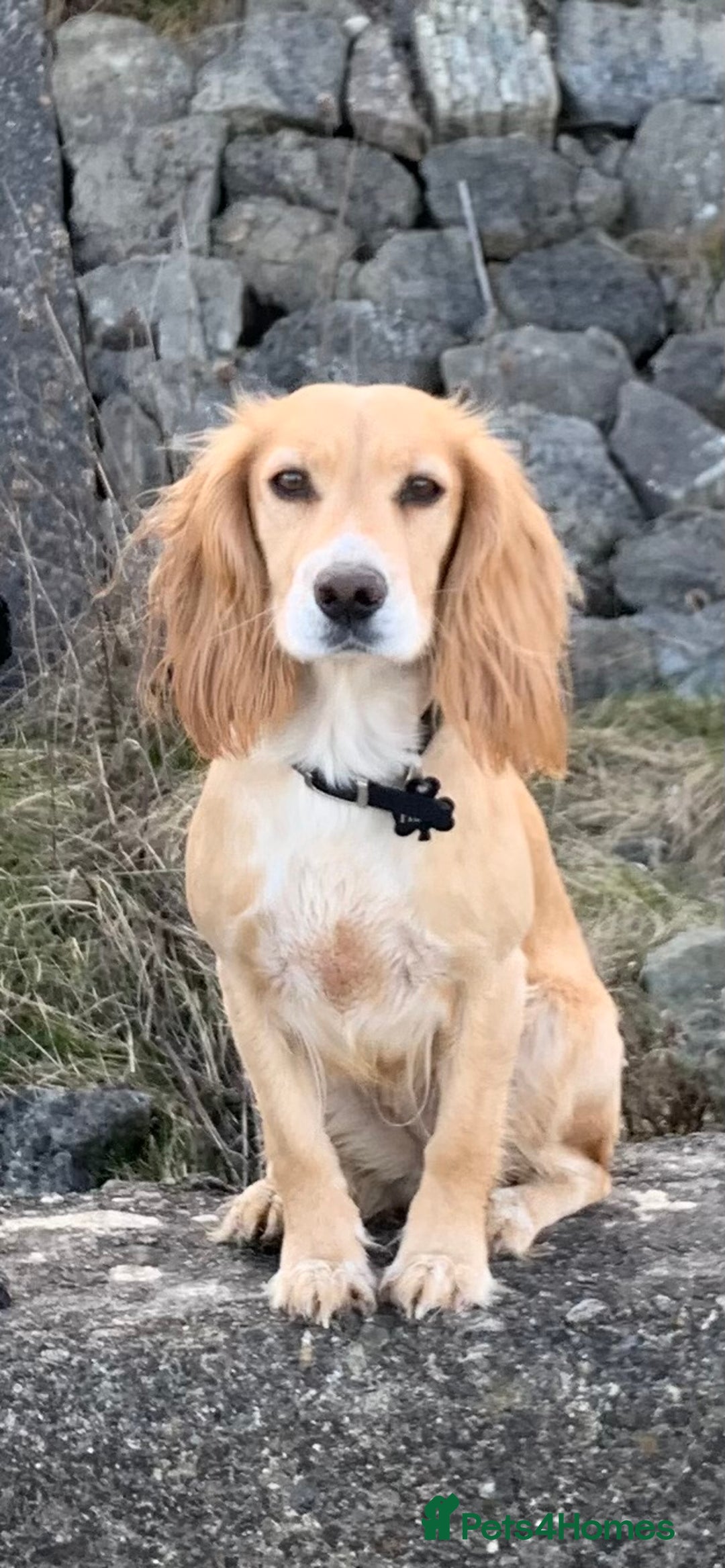 Cocker Spaniel dogs for sale: Working Cocker Spaniel Puppies  - Advert 1