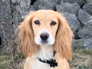 Cocker Spaniel dogs Working Cocker Spaniel Puppies - Advert 1