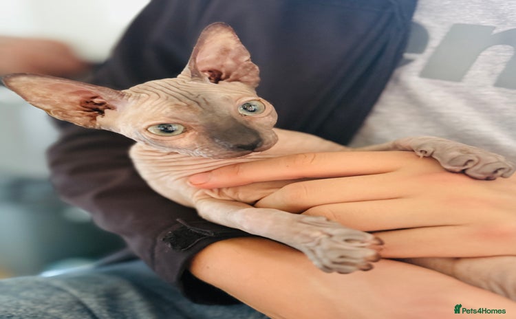 Sphynx cats - Advert 1