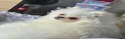 Pomeranian dogs for sale: 1 White beautifull teddy bear pomeranian  in Rochdale - Advert 17