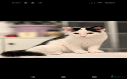 British Shorthair cats for sale: Kitten (free) - Advert 1