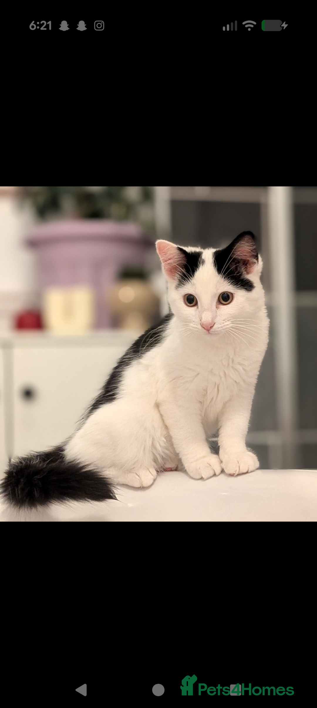 British Shorthair cats for sale: Kitten (free) - Advert 1