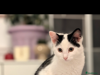 British Shorthair cats Kitten (free) - Advert 7