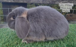 Mini Lop rabbits for sale: Various young mini lop males  - Image 6