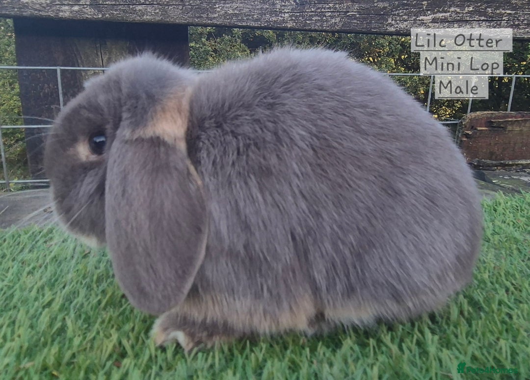 Mini Lop rabbits for sale: Various young mini lop males  - Image 6
