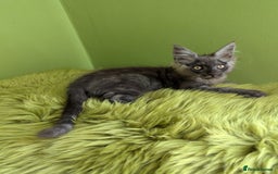 Maine Coon cats for sale: Beautiful Pedigree Maine Coon Kittens  - Image 3