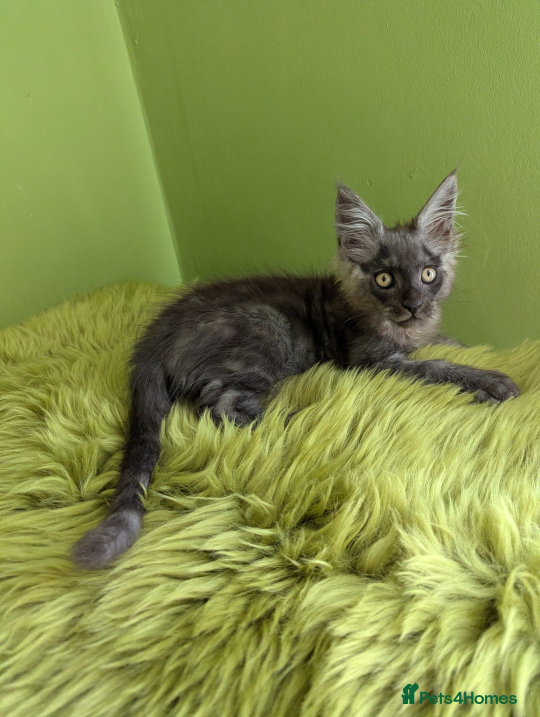 Maine Coon cats for sale: Beautiful Pedigree Maine Coon Kittens  - Image 3