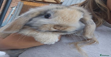 Mini Lop rabbits - Advert 1