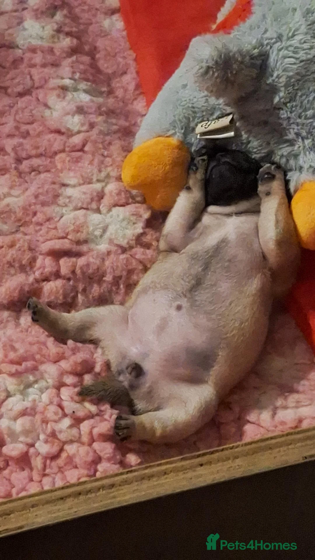 Pug dogs for sale: Pug puppies  - Advert 2
