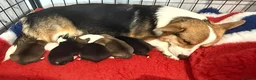 Welsh Corgi Pembroke dogs for sale: KC registered Pembroke Corgis health tested  - Advert 4
