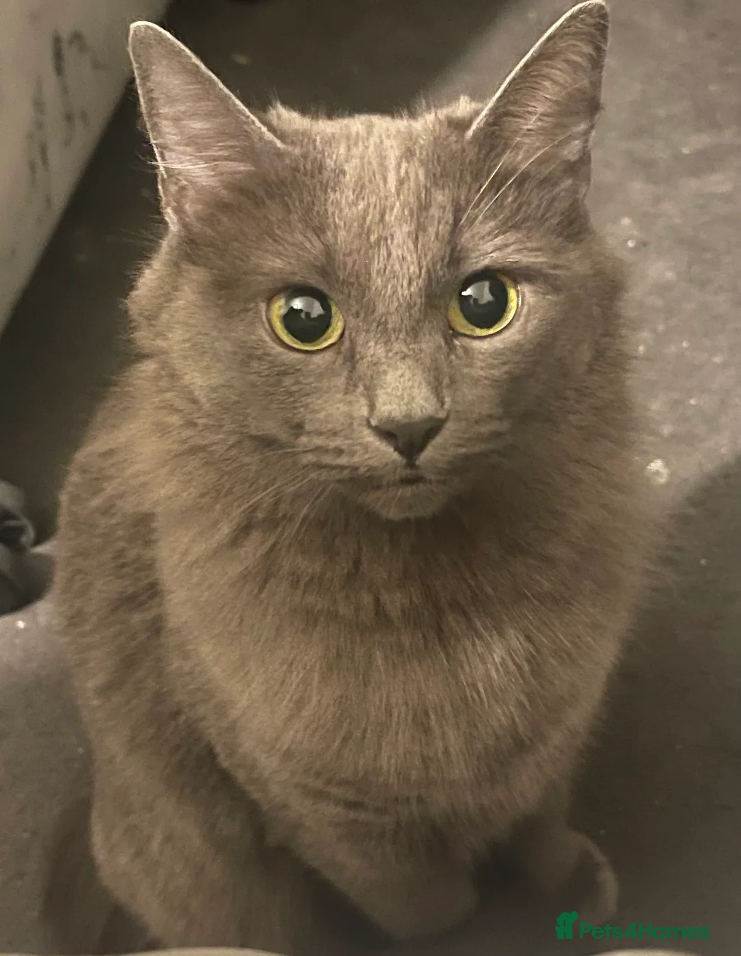 Nebelung cats for sale: Adorable Grey and white kittens available  in London - Advert 2