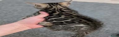 Bengal Kitten 2