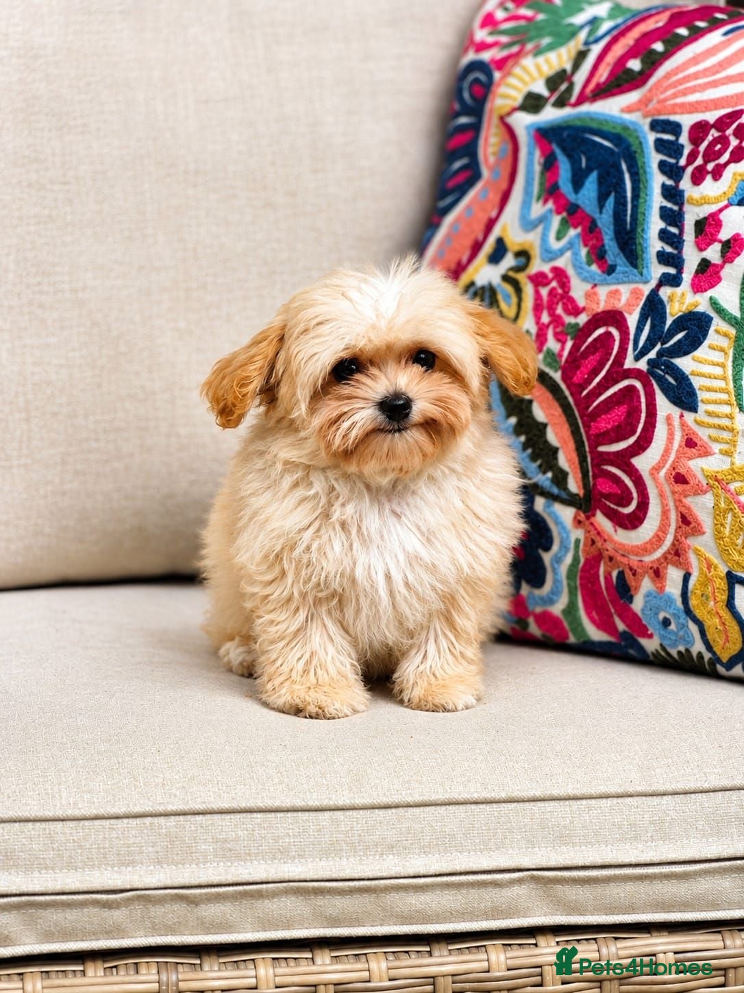 Maltipoo dogs READY Amazing TINY Korean Maltipoo Female Puppies. - Advert 1