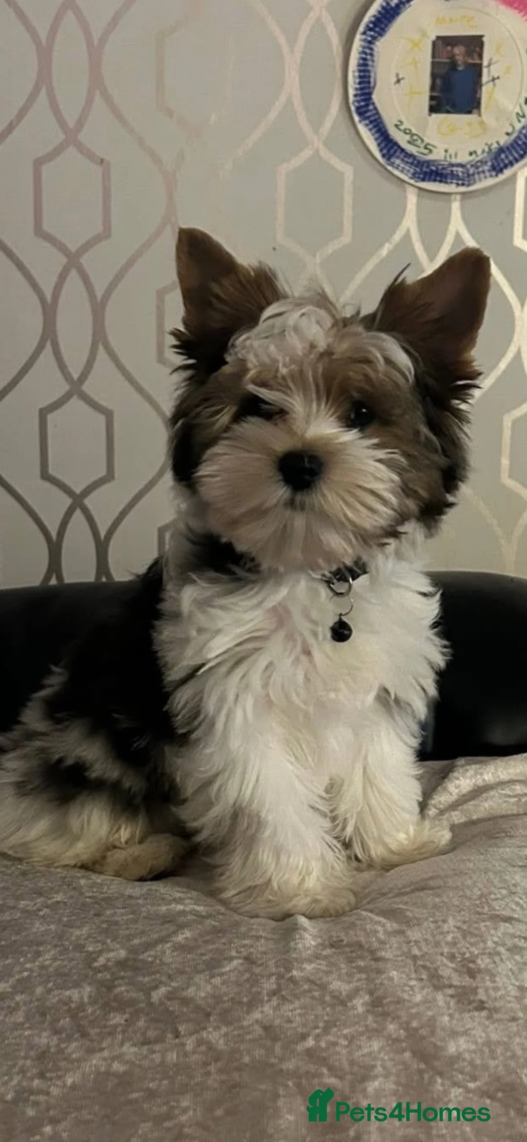 Biewer Terrier dogs for sale: Simba needs a loving home  - Advert 3
