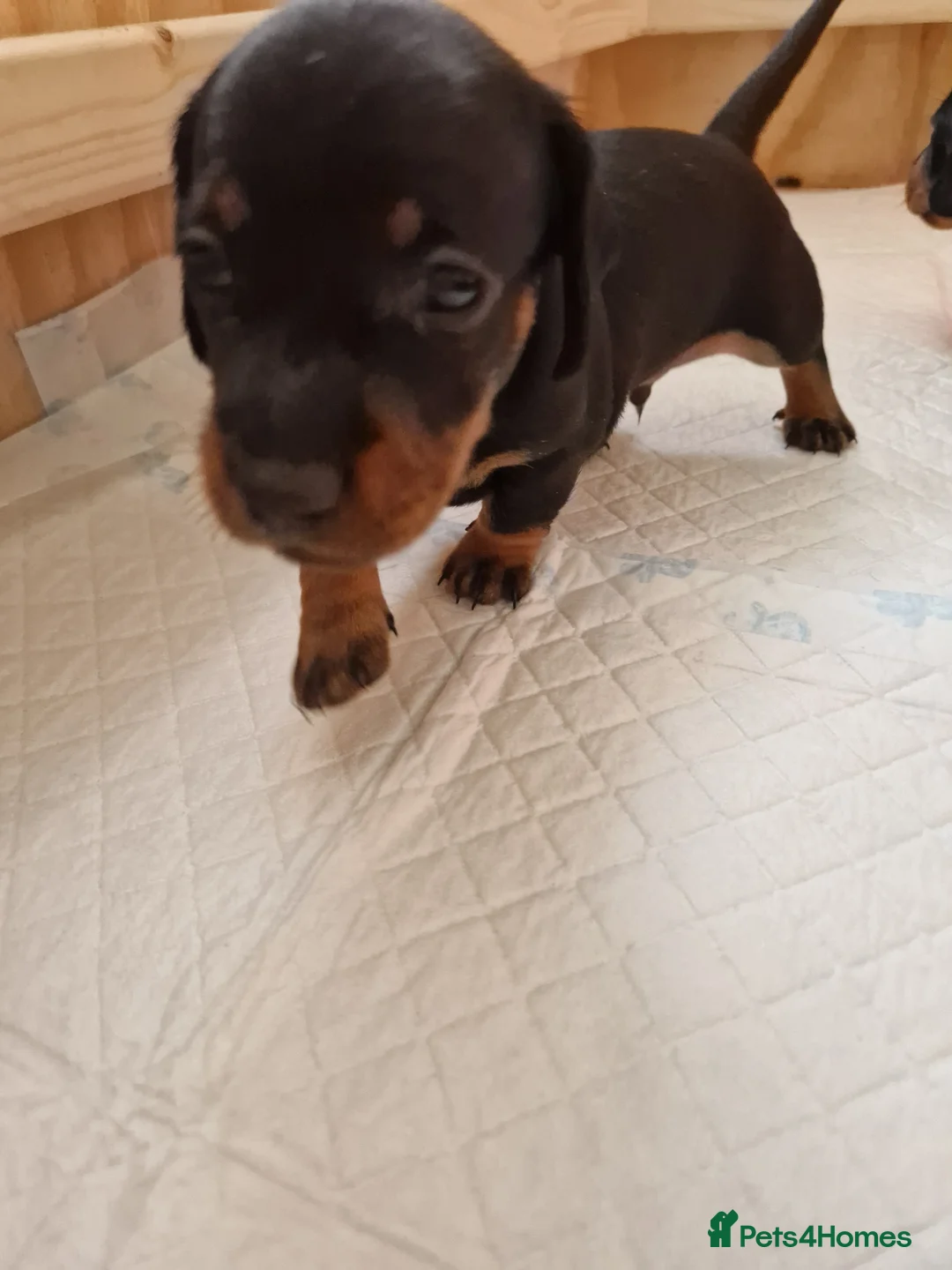 Dachshund dogs for sale: 2 boys remaining  - Advert 2