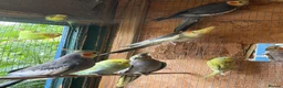 Cockatiels birds for sale: Cockatiel bonded/breeder pairs - Advert 7