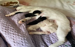 Mixed Breed cats for sale: Four mixed breed kittens for sale - Image 3