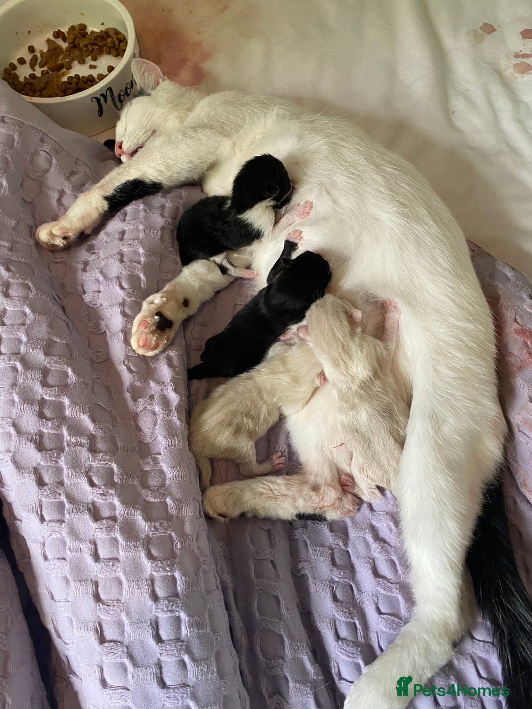 Mixed Breed cats for sale: Four mixed breed kittens for sale - Image 3