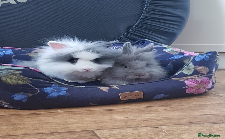 Lionhead rabbits in Solihull - Advert 18