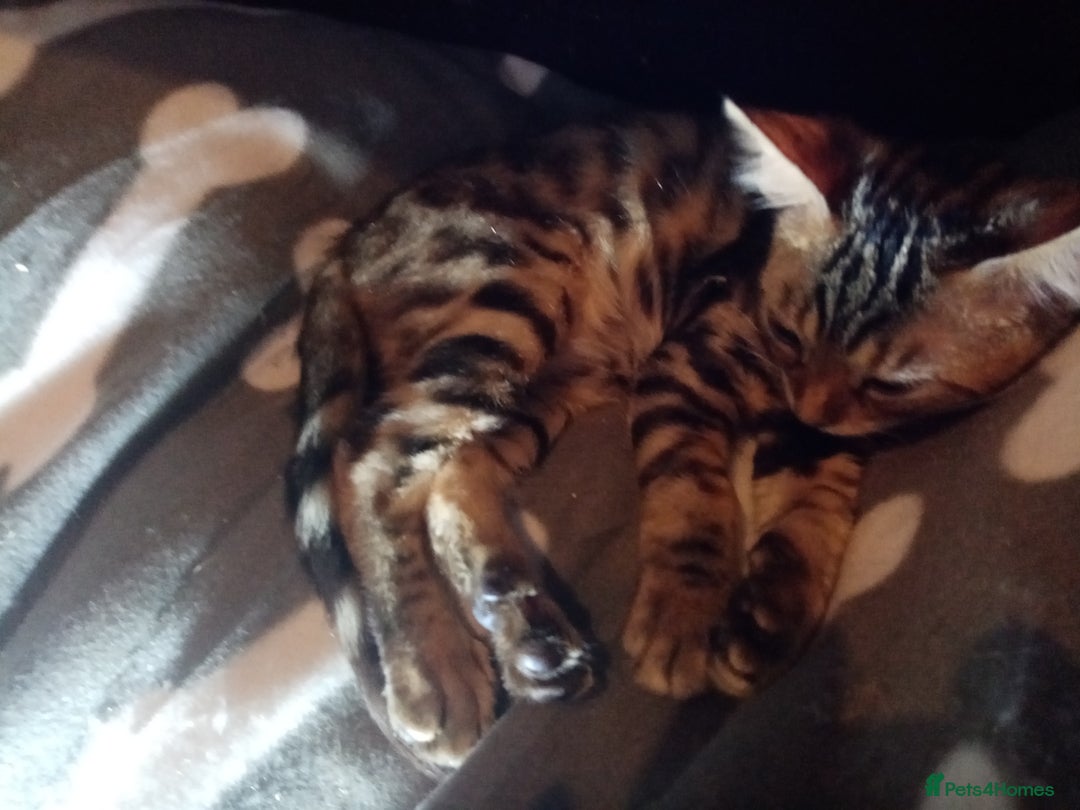 Mixed Breed cats for sale: Cute and Playful Kittens - Advert 20