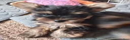 Yorkshire Terrier dogs for sale: Two beautiful yorkies boys  - Advert 4