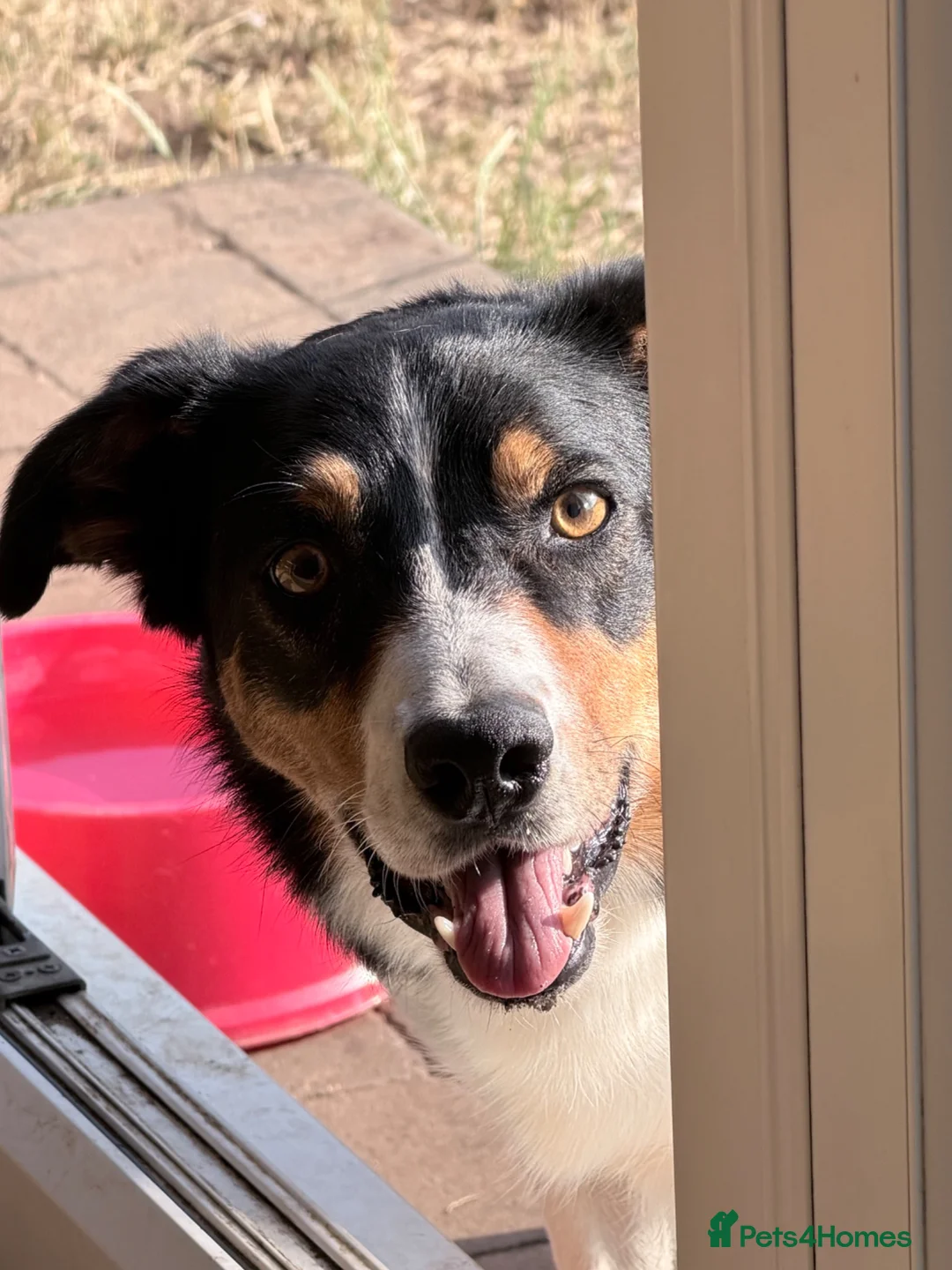 Border Collie dogs for sale: Louie is looking for his forever home  - Advert 2